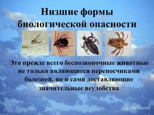 ВНИМАНИЕУкусы комаров, муравьев или слепней можно лечить дома, промыв пораженное место водой с мылом, приложив лед или холодный компресс, чтобы снять боль и зуд