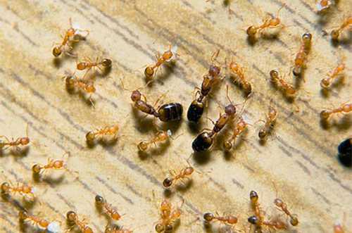 Чтобы наиболее удачно бороться с муравьями, лучше всего сочетать одновременно несколько способов