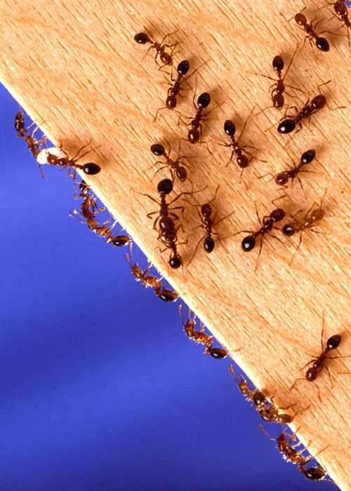 Как избавиться от рыжих муравьев в квартире, что