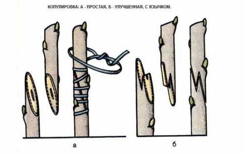 Посадка и уход за сливой, прививка слив, обрезка,